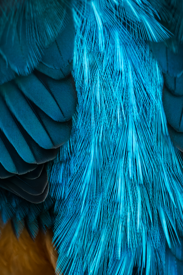 Tierfotos Beispiele mit der Nikon Z9 und dem 400mm 2.8.